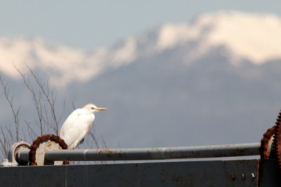 cattle egret IMG_9680.jpg