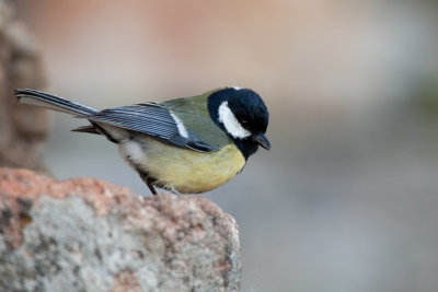 great tit IMG_9063.jpg