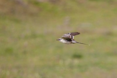 great spotted cuckoo IMG_8076.jpg