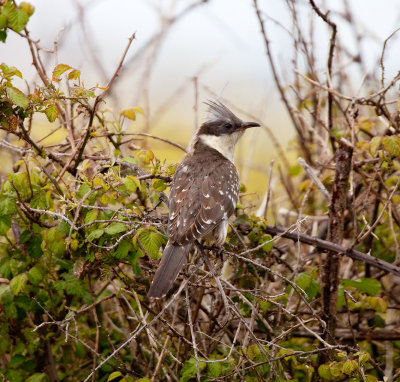 great spotted cuckoo IMG_8086.jpg