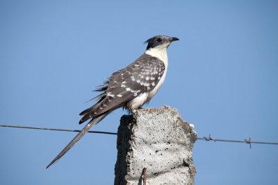 great spotted cuckoo IMG_9514.jpg