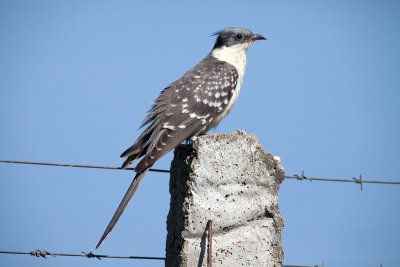 great spotted cuckoo IMG_9522.jpg