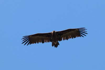 Cinereous Vulture IMG_8483.jpg