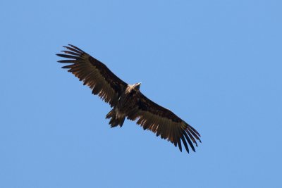 Cinereous Vulture IMG_8488.jpg