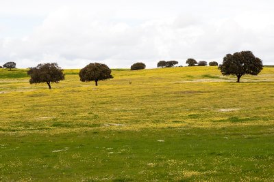 Extremadura surroundings 9D7E7547.jpg