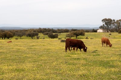 Extremadura surroundings 9D7E7610.jpg