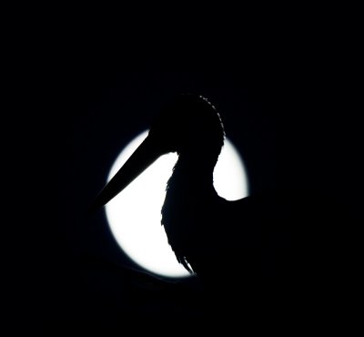 Stork and moon IMG_7584.jpg
