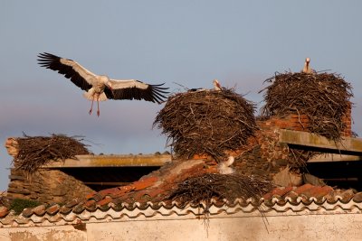 stork IMG_7960.jpg