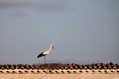 stork IMG_7969.jpg