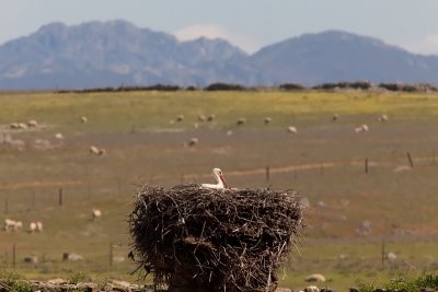 stork IMG_9778.jpg