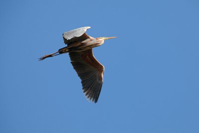 purple heron IMG_0183.jpg