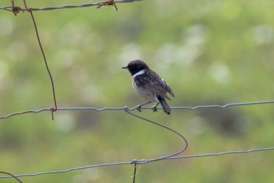 stonechat IMG_7902.jpg
