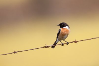 stonechat IMG_8938.jpg