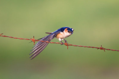 red-rumped swallow IMG_8722.jpg