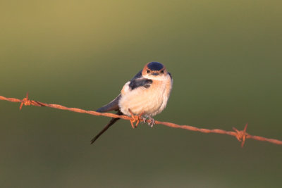 red-rumped swallow IMG_8742-2.jpg