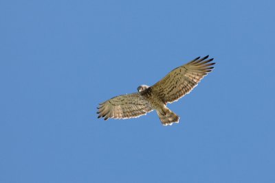 short-toed eagle IMG_9892.jpg