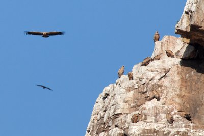 griffon vultures IMG_7652.jpg