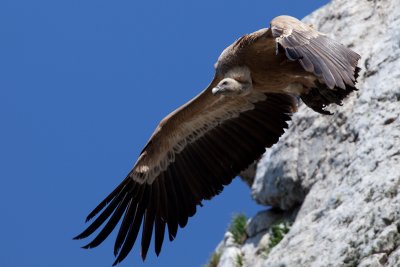 griffon vulture IMG_7772.jpg