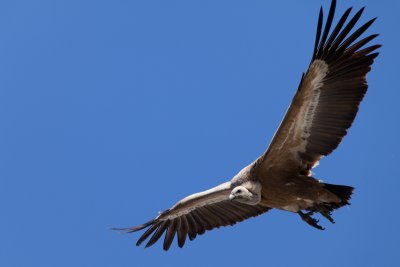 griffon vulture IMG_7773.jpg