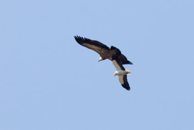 griffon vulture and Egyptian vulture IMG_7831.jpg