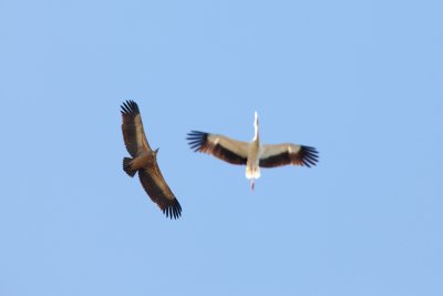 griffon vulture and stork IMG_8400.jpg