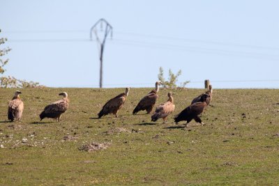 griffon vulture and cinereous vulture IMG_8442.jpg