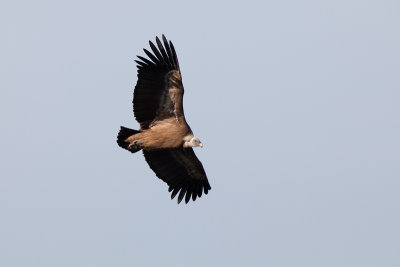 griffon vulture IMG_9107.jpg