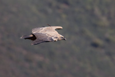 griffon vulture IMG_9142.jpg