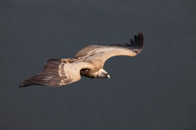 griffon vulture IMG_9152.jpg