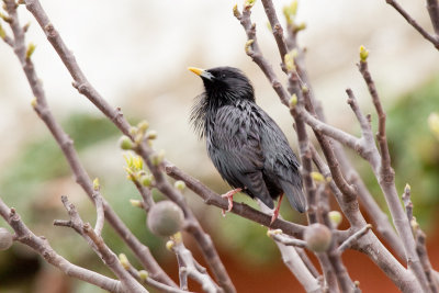 spotless starling IMG_8165.jpg