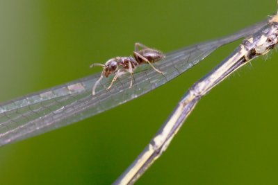 ant on damselfly
