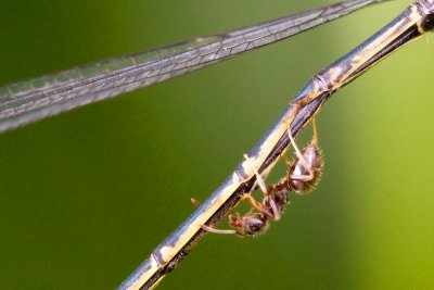 ant on damselfly