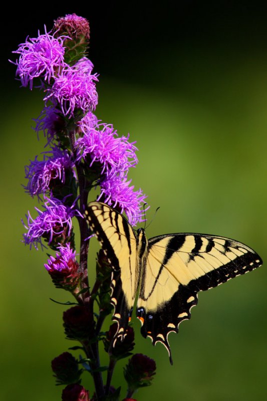 Eastern Tiger Swallowtail