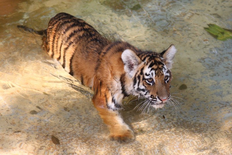 Tiger cub.jpg