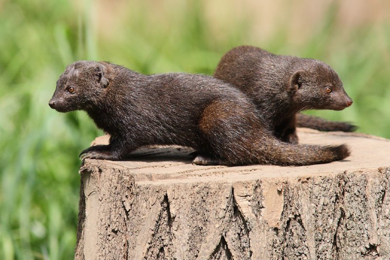 Pygmy Mongoose