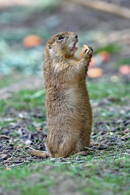 Prarie Dog