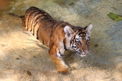 Tiger cub.jpg