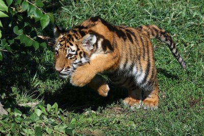  Pouncing Tiger Cub