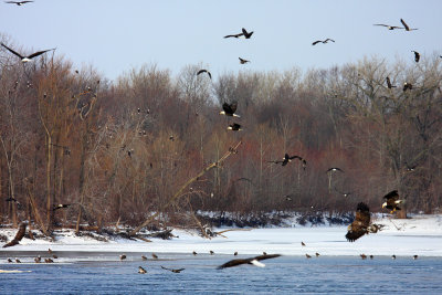 A good day for eagle watchers,  not so good for fish.