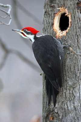 Pileated Woodpecker