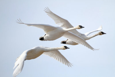 Trumpeter Swans