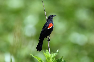 Red  Winged  Blackbird