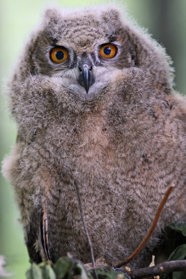 Young Eurasion Eagle Owl