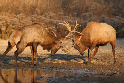 Elk going at it