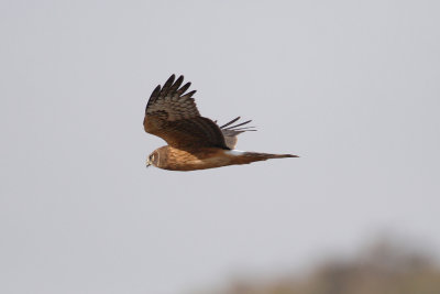 Northern harrier