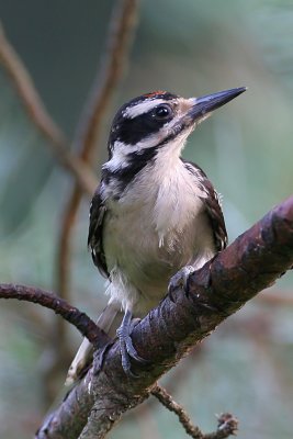 Hairy woodpecker