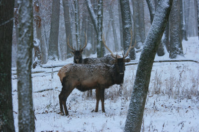 Elk in the snow