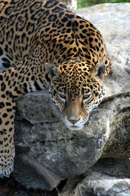 jaguar