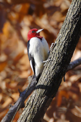 Red headed woodpecker
