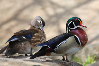 Mr. & Mrs. Wood Duck